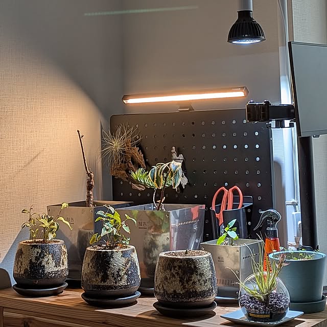 IoT,ディスプレイライト,パンチングボード,スイカズラ,沈丁花,桜,エアープランツ,エビネラン,スミレ,ホトトギス(山野草),植物育成ライト,観葉植物,Lounge wyefuの部屋