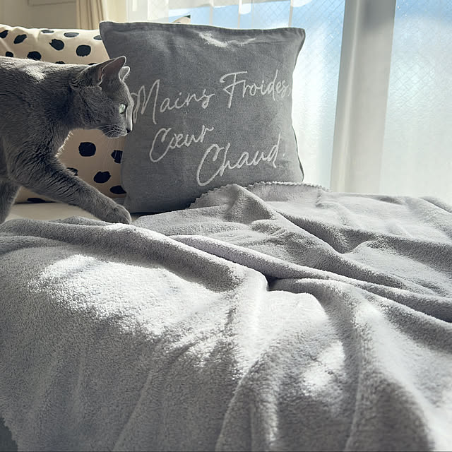 On Walls,THREEPPY,Daiso,プライベートブランド,IKEA,リビング,癒し,冬,RCの出会いに感謝しています♡,猫と暮らす,イベント参加します♡,猫が好き♡,コメントお気遣いなく♡,コメントスルーで大丈夫です♡,見ていただいてありがとうございます♡,風邪に注意,ゆるりラブな会,2025,こんばんは♡,今日もお疲れさまでした♡,クッションカバー,ブランケット snoopyの部屋