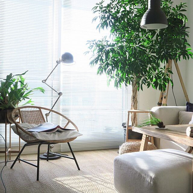 My Desk,植物,ソファ,Jielde,IKEA,観賞用植物,照明,無印良品,ビカクシダ,シェフレラ piyohopの部屋