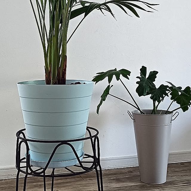 観葉植物のある暮らし,IKEA,ウィンドウディスプレイ,スタンダードプロダクツ,ヤシの木,セローム,グリーンのある暮らし,プランターカバー,ゴミ箱を植木鉢に,夏のインテリア,ウンベラータ,アートフレーム chachaの部屋