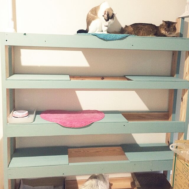 My Shelf,ミルクペイント ピスタチオグリーン,キャットタワー突っ張り,キャットタワー,キャットタワーDIY,ハンドメイド,cat,猫 Yukaの部屋
