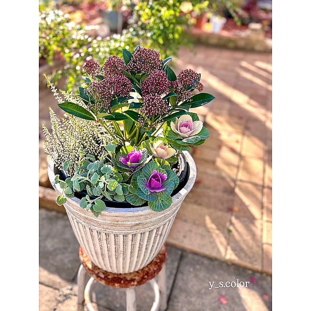 Entrance,植物のある暮らし,スキミア　ピンクドワーフ,スキミア,冬の寄せ植え,寄せ植え,ガーデニング,ガーデン,garden,gardening,花を飾る,鉢植え SAYOの部屋