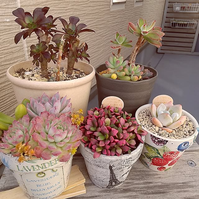 My Shelf,ハンドメイド,多肉植物,ガーデンピック,100均,すくすく成長中,植木鉢,リフォーム,外壁リフォーム,寄せ植え,ベランダガーデン,ハムシー,アエオニウム,黒法師,復活,ルーバーラティス,ホームセンター,ペーパーナプキン,デコパージュ,手芸,ダイソー,桜吹雪,乙女心,紅葉,シャーロットローズ,ピンクザラゴーサ,ワイヤーフックバスケット,氷玉石 meiの部屋