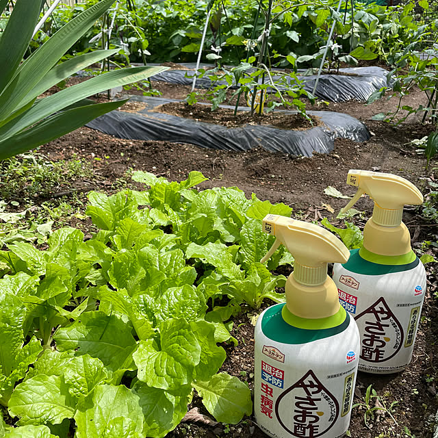 Entrance,野菜を育てる暮らし,モニター投稿⑤,ガーデニング,害虫対策,コメントお気遣いなくです⑅◡̈*,アースガーデン,やさお酢,やさお酢＆ロハピのモニター,暮らしのハンドブック2024,ガーデニングが好き,コメントスルーして下さい*˙︶˙*)ﾉ