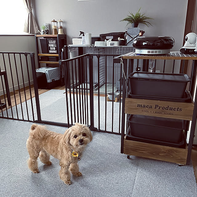 Lounge,モノトーン,タイルカーペット,デザイン家電,ウッドラック,ミックス犬,愛犬♡,山善,高級感,モノトーンインテリア,ワンコスペース,モニター当選,macaちゃん♡,Instagram→dct.tama,におい対策,モニター投稿,ペキマルプー,Buzz ♂,macaちゃんのキッチンワゴン,除菌脱臭機,空間除菌脱臭機,qaisair03,カラダがよろこぶ空気,サンスター技研,クワイス エアー ゼロスリー,ハルフェティブラック,QAIS-air-03 ikt.tamaの部屋