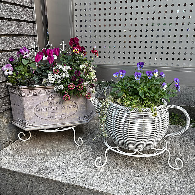 Entrance,バスケット寄せ植え,シクラメン寄せ植え,シクラメン,リトルミッシー,季節を楽しむ暮らし,ビオラ,プランター,ガーデンピック,アリッサム,ビオラ寄せ植え maayaの部屋