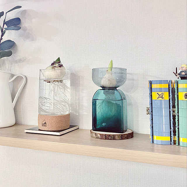 新年の抱負,My Shelf,植物初心者,グリーンのある暮らし,グリーンにチャレンジ,水耕栽培,チューリップ,ヒヤシンス,くつろぎ時間,アマブロツートン,アマブロ,amabro tantanmaruの部屋