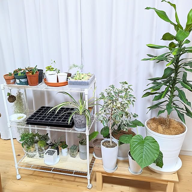 Lounge,観葉植物,植物棚 PEROの部屋