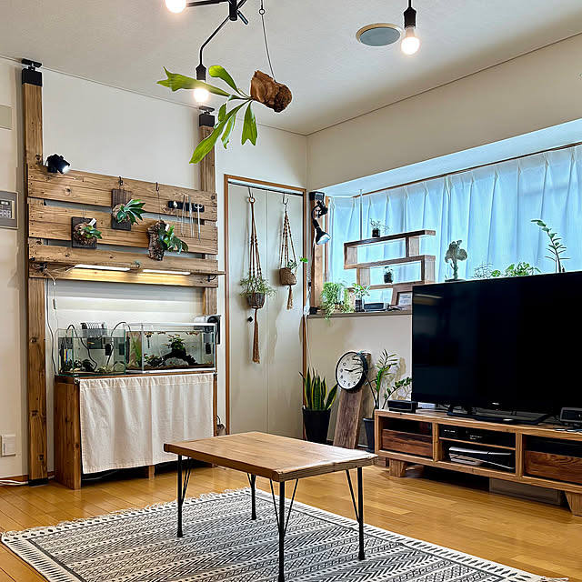 Lounge,ジャーナルスタンダードファニチャー ラグ,ザミオクルカスザミフォーリア,ユーフォルビア ラクティア,水槽,ポトス エンジョイ,サンスベリア,足場板DIY,観葉植物のある暮らし,リプサリス,DIY,無印良品 時計,コウモリラン板付け tankの部屋