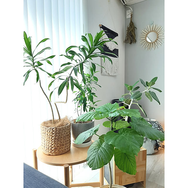 On Walls,ルーティーン,インテリアは子供との戦い,終わらない戦い…。,普通の家,鉢カバーDIY,サンバーストミラーDIY,タペストリー,ラタンミラー風,ベンガレンシス,ウンベラータ,ガジュマル,ソングオブジャマイカ,観葉植物 k...の部屋