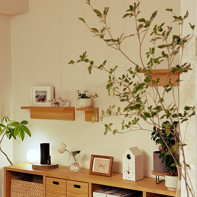 My Shelf,常にフレームインしてくるドウダンツツジ,コメントお気遣いなく♡,観葉植物,無印良品,ナチュラル,グリーン,間接照明,ガジュマル,植木鉢,壁に付けられる家具,パキラ,スタッキングシェルフ,ドウダンツツジ,観葉植物のある暮らし Anthuriumの部屋