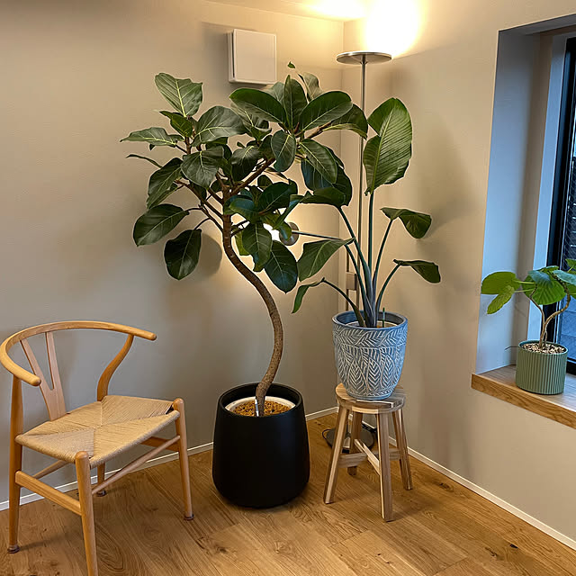 Lounge,yチェア,グレーの壁紙,観葉植物,IKEA 照明,出窓ベンチ,ウンベラータ,ストレチア,アフリカンプリンス CKの部屋