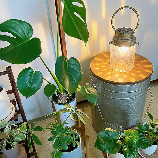 Overview,Salut!が好き,salut!,この春、買ってよかったもの,観葉植物,団地,3COINS,賃貸,グリーンのある暮らし,観葉植物のある暮らし,穏やかな暮らし,心地よい暮らし,団地暮らし,丁寧な暮らしを心がけて,団地暮らしを楽しむ,築50年以上,団地 賃貸 Hicchomuの部屋
