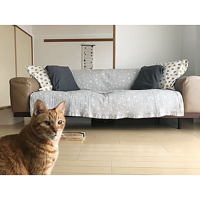 Lounge,猫のいる暮らし,手ぬぐいタペストリー,ZARA HOME,IKEA クッション,オイルレザーのソファー,漆喰壁,カルクウォール,爪とぎ対策,マルチカバー derazouの部屋