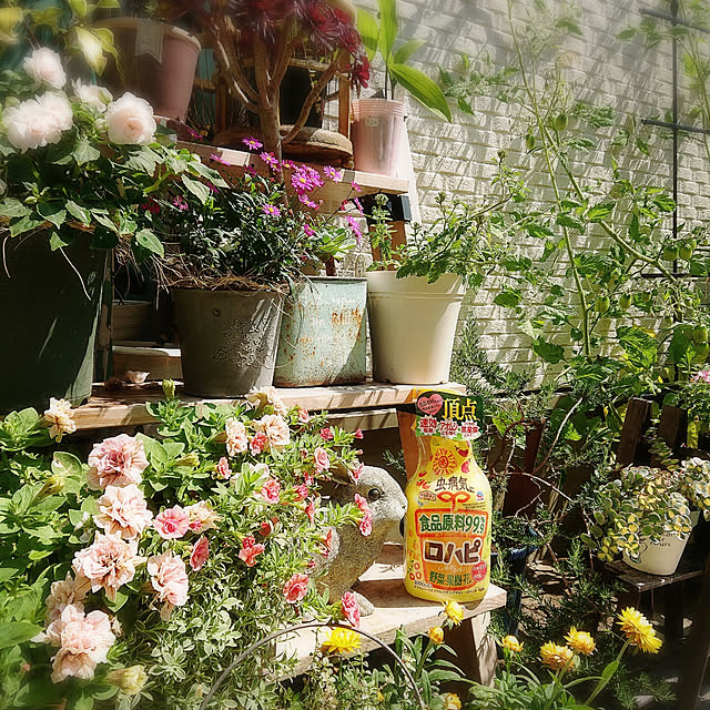 Entrance,ガーデニング,植物のある暮らし,害虫対策,アースガーデン,ロハピ,庭,家庭菜園,フルーツトマト,きゅうり,ペチュニア,たなDIY,モニター当選ありがとうございます,貝細工,インパチェンス,バラ,デージー Gomaの部屋