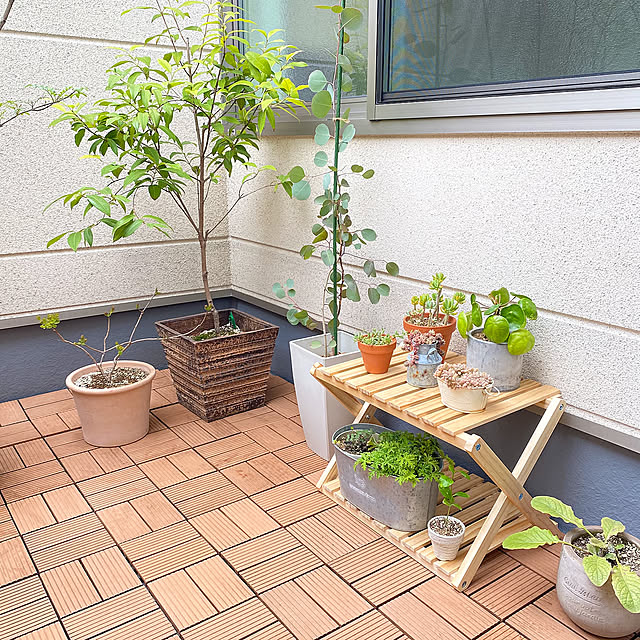 ゼラニウム,多肉植物,パンケーキプランツ,ユーカリポポラス,レモンマートル,スモークツリー,折り畳み式木製ラック,コーナンラック,ベランダガーデン,バルコニーガーデン,植物のある暮らし,暮らしを楽しむ,Bathroom,ディスプレイ棚 yu-rinの部屋