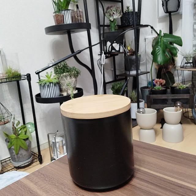 My Desk,ダイソー,キャニスター,ウェットティッシュ,ウェットティッシュケース,NO GREEN NO LIFE,ダイソー雑貨,ダイソー♡,ウェットティッシュケース入れに♡,ウェットティッシュケースリメイク,観葉植物のある暮らし,お安く素敵に,ウェットティッシュホルダー,じゃない使い方,アルコール除菌ウェットティッシュ,陶器キャニスター,RoomClip mag 掲載 Riokaの部屋