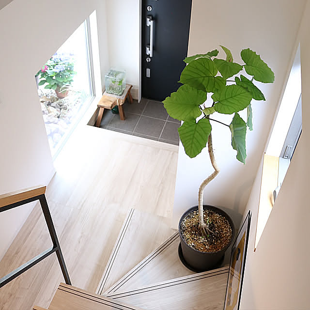 階段,ウンベラータ,ナチュラルインテリア,床材,FIX窓,細長い家,LIXIL,玄関,チェスナット,ラシッサDフロア,観葉植物,Entrance miyukiの部屋