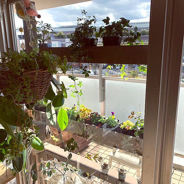 グリーン,グリーンのある暮らし,窓越し,窓越しの眺め,観葉植物のある暮らし,観葉植物,セダム,DIY棚,ラブリコ,ラブリコでDIY LaLaの部屋