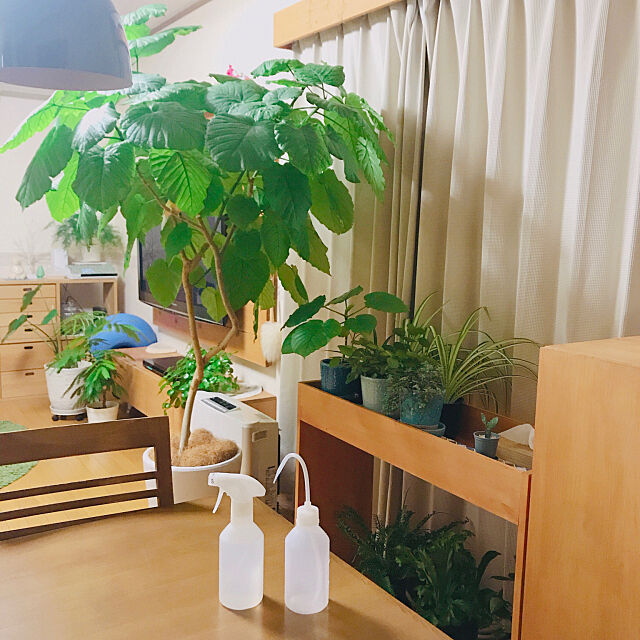 観葉植物のある暮らし,乾燥対策,北欧インテリア,北欧ナチュラル,みどりのある暮らし,My Desk yukaの部屋
