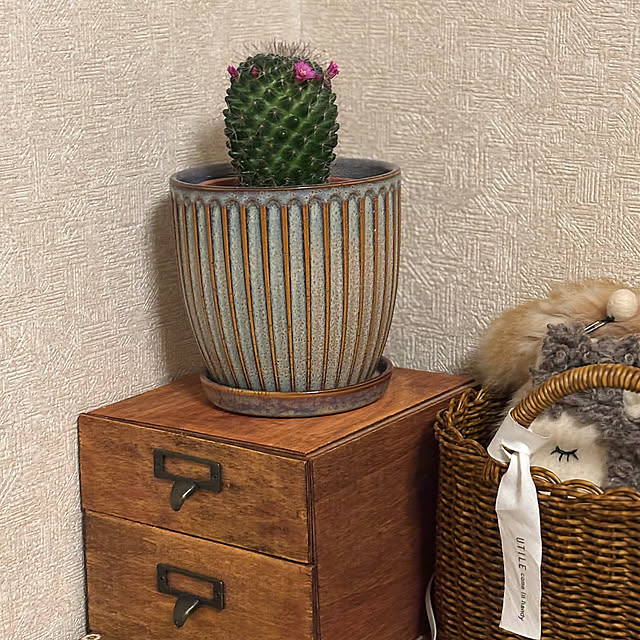 My Desk,サボテン,みせる収納,賃貸インテリア,ふたり暮らし,築36年になりました,かご収納,築古を魅力に,築古好き,青山フラワーマーケット,築古賃貸アパート,ソレイヤード,セリア,サムトフトの絵♡ canetteの部屋