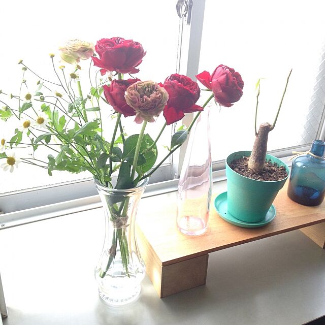 On Walls,出窓,パキラ,バラ,ダイソーの花瓶 Asukaの部屋
