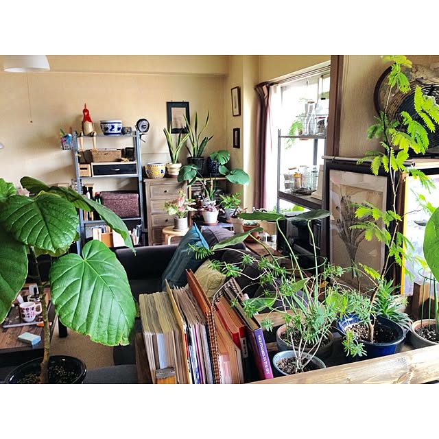 Lounge,緑だらけ,植物,植物のある暮らし,ig→hitorururu,DIY,手作り,ラック,窓辺,プラントラック,マガジンラック,コンテスト参加中 hittonの部屋