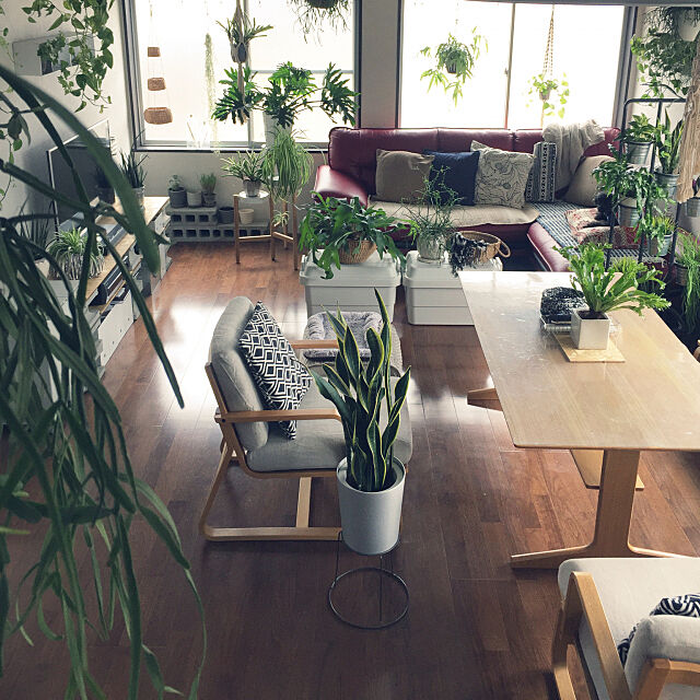 築40年以上,roomclip,ニトリ,ソファ,ニトリ2018家具モニター,赤いカウチソファー,赤いソファー,お値段以上ニトリ,植物と暮らす,植物のある生活 oga_mihiの部屋
