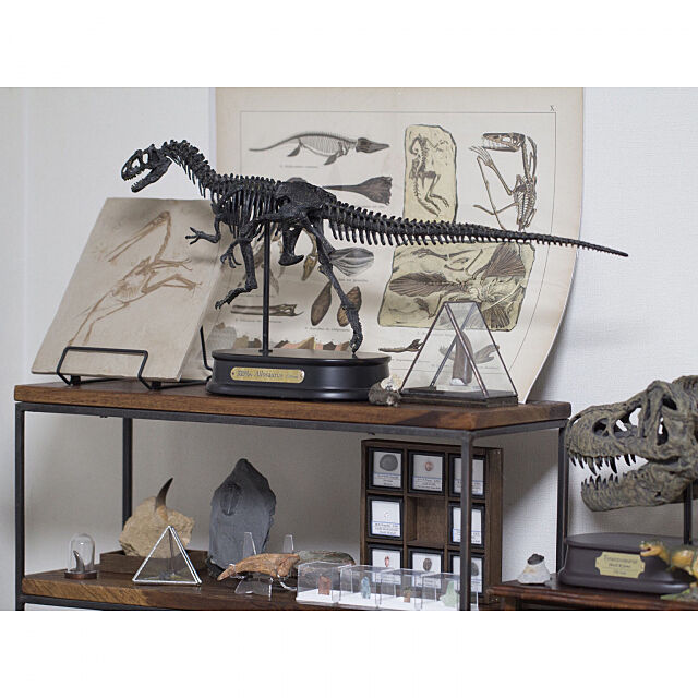 My Shelf,博物画,博物館,標本,鉱石,鉱物コレクション,鉱物標本,鉱物,古生物,恐竜,化石,理系インテリア chamameの部屋