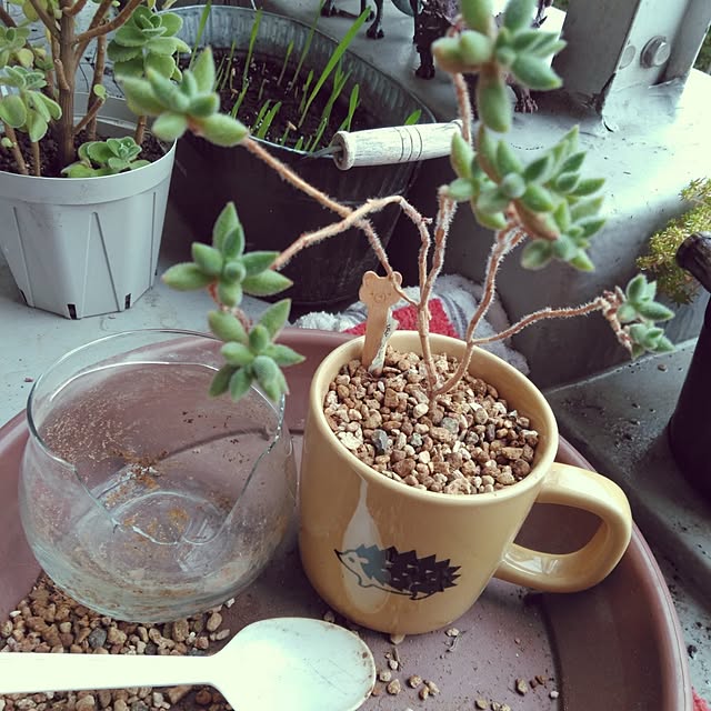 ガーデニングが好き,セリア,多肉植物,多肉植物のある暮らし,植え替え,マグカップ,銀箋,seria,Overview futukoの部屋