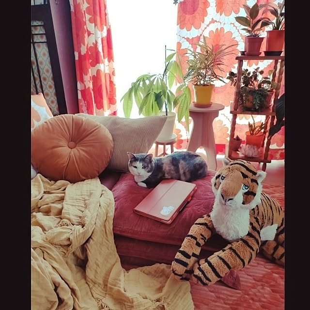 Lounge,新生活,観葉植物,ペイント鉢,猫,ニトリ,IKEA,IKEAクッション,IKEAのソフトトイ,カーテン,手作りカーテン funnyfaceの部屋