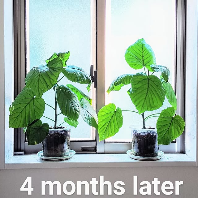 On Walls,わが家の夏のキロク,ウンベラータ,観葉植物,ダイソー,IKEA,100均アイテム,海外風インテリア,プチプラインテリア,ホテルライク,ペットと暮らす家,グリーンのある暮らし,吹き抜けのある家,植物のある暮らし,ペットと暮らすインテリア,ペットと暮らす,大理石調の床,観葉植物のある暮らし,リゾートホテル風,ボタニカルインテリア,2階リビングダイニング MOMOMAMAの部屋