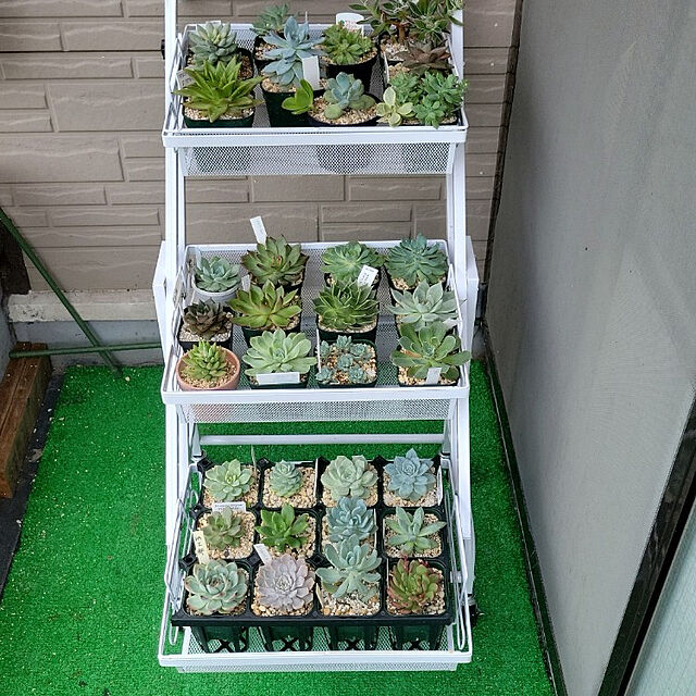 My Shelf,多肉植物,植物のある暮らし,ガーデニング hiroponの部屋