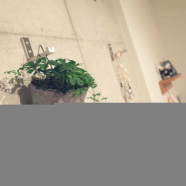 On Walls,緑化計画,コンクリート打ちっぱなし,TODAY'S SPECIAL,一人暮らし Nanakoの部屋