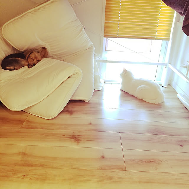 いいね、フォロー本当に感謝です♡,子供と暮らす,猫と暮らす,いぬと暮らす,寝室,お布団生活 keikomokonの部屋