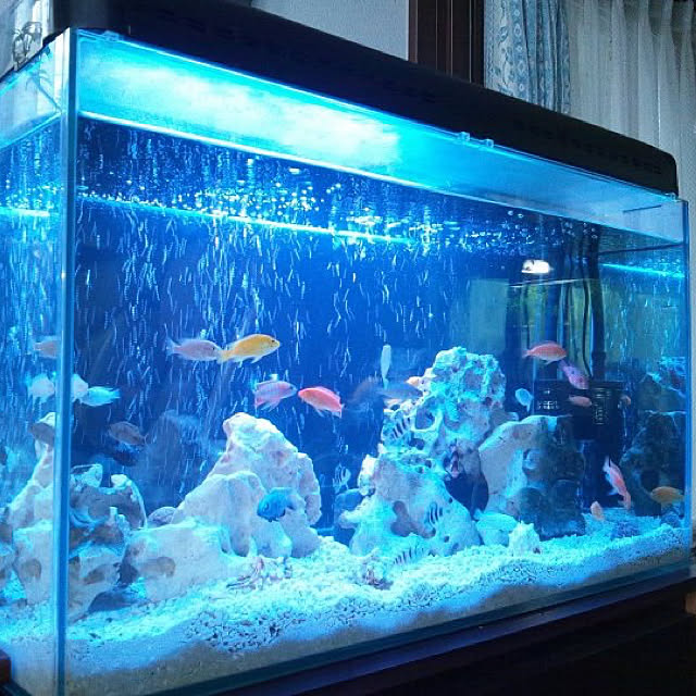 化石珊瑚,癒しの空間,90センチ♡,大型水槽,水槽,熱帯魚,アフリカンシクリッド,Lounge ri-nanの部屋