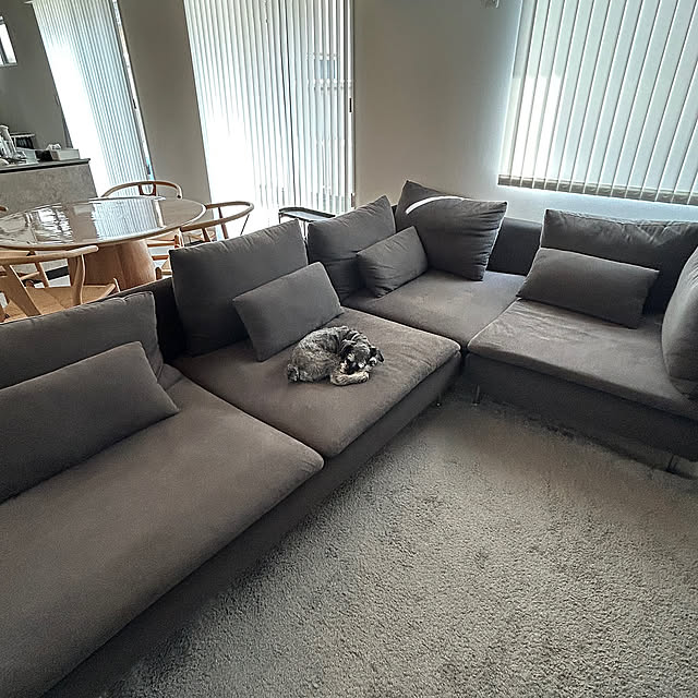 Lounge,ワンコお昼寝中,ミニチュアシュナウザー,ソーデルハムン,IKEA,ソファ AkemiKinoshitaの部屋