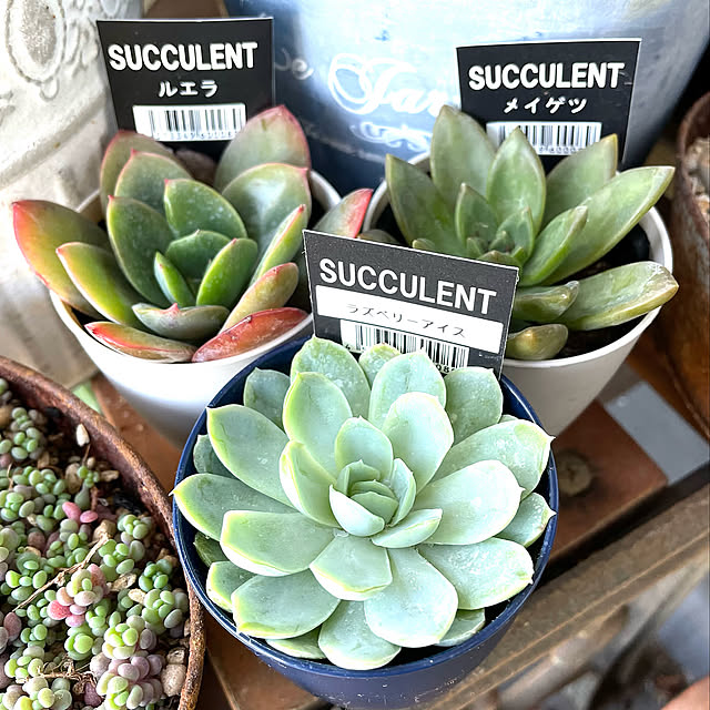 メイゲツ,ルエラ,ラズベリーアイス,ガーデニング,癒し,多肉植物,記録用,グリーンのある暮らし,おうち時間を楽しむ,べらんだガーデン,私の趣味,サボテン多肉好き♥,100均,キャンドゥ,Entrance utanの部屋