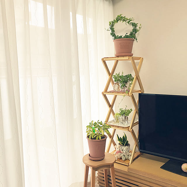 カポック,ポトス,窓辺,観葉植物,ハンドメイド,手作り,テディベア,手芸,サンスベリア,ギンガムチェック,アイビー,シュガーバイン,水栽培,Lounge yoyoyoの部屋