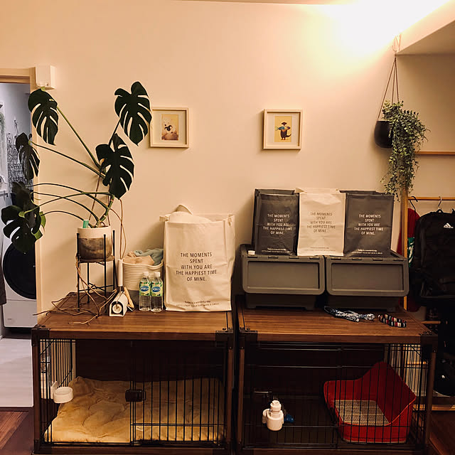 寝室の一角,いつもいいねやコメありがとうございます♡,2世帯住宅,犬と暮らす,犬ゲージ,2世帯の2階,2世帯同居,ダイソー,犬ゲージまわり,モンステラ,RC柴犬の会,グリーンのある暮らし,Bedroom nuruiの部屋