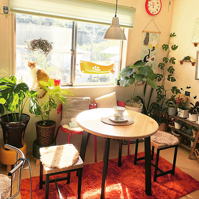 観葉植物のある暮らし,お気に入り,スローライフ,のんびりまったり♪,楽しい生活,好きな物に囲まれて暮らしたい♡,今日もご機嫌♪,猫との暮らし,好きな時間,ウンベラータ♡,ねこのいる日常,フィカス アルテシーマ,好きな物を飾る♡,観葉植物のある生活,モンステラ♡,サンスベリア♡,アナベルドライ♡,Lounge Toyomiの部屋