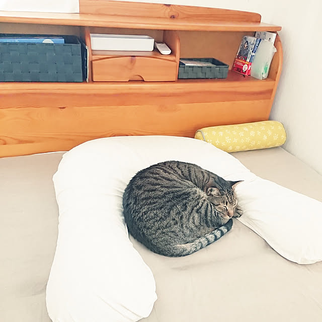 Bedroom,快眠,雑貨,一人暮らし,猫と暮らす,猫との暮らし,多頭飼いの家,6ニャン,北欧,100均,ダイソー,抱かれ枕 nachiの部屋