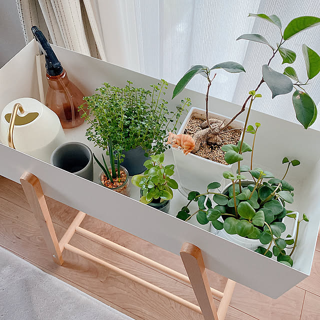 My Shelf,ガジュマル,ペペロミア,観葉植物のある暮らし,サンセベリア,プランタースタンド,イベント参加,猫と暮らす家,ねこと暮らす,ピレア reo..m.aの部屋