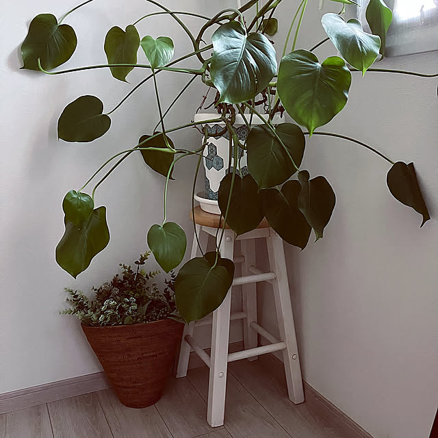 モンステラ増殖中,モンステラ,ホワイトインテリア m0917mの部屋