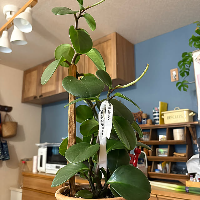 Kitchen,ハンドメイドが好きです,観葉植物,ダイソー S162の部屋