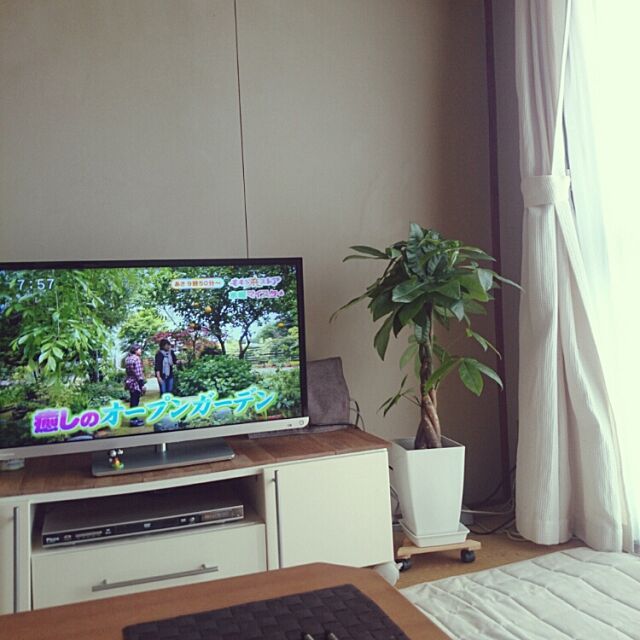 Lounge,テレビ,テレビ周り,団地,観葉植物,パキラ,テレビ台,おはようございます♡ akiの部屋