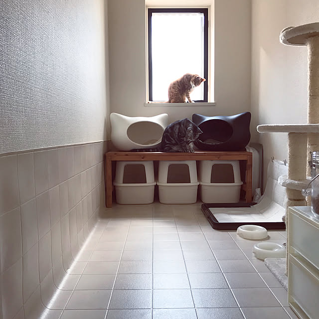 Entrance,猫部屋,多頭飼い,手作り家具,ねこ,賃貸,ねこ部 AKW0RKSの部屋
