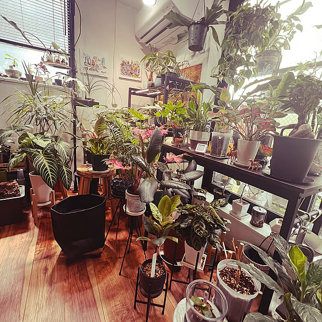 Overview,観葉植物のある暮らし,観葉植物,DIY chinuchinu3の部屋
