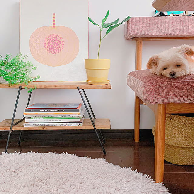 アートのある暮らし,レンタルアート,Casie,犬との暮らし,わんこと暮らす家,犬と暮らす,グリーンのある暮らし,植物のある暮らし,季節を感じる暮らし,いぬと暮らす,Ig→risa6100,観葉植物,グリーンインテリア,ナチュラルインテリア,My Desk risaの部屋