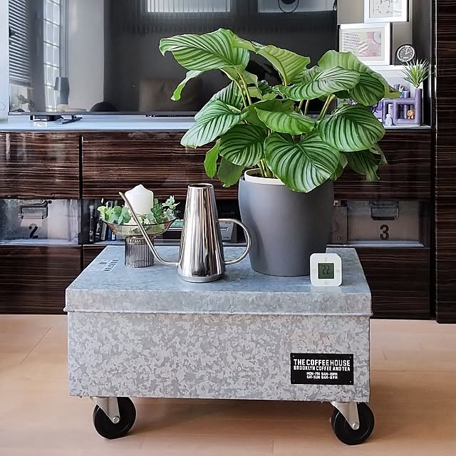 Lounge,お部屋の中のGW,暮らしの投稿,カラテア オルビフォリア,ヒメモンステラ,サンスベリア,トラディスカンティアラベンダー,観葉植物のある暮らし,植え替え完了 ！,植え替え第一弾 jinの部屋